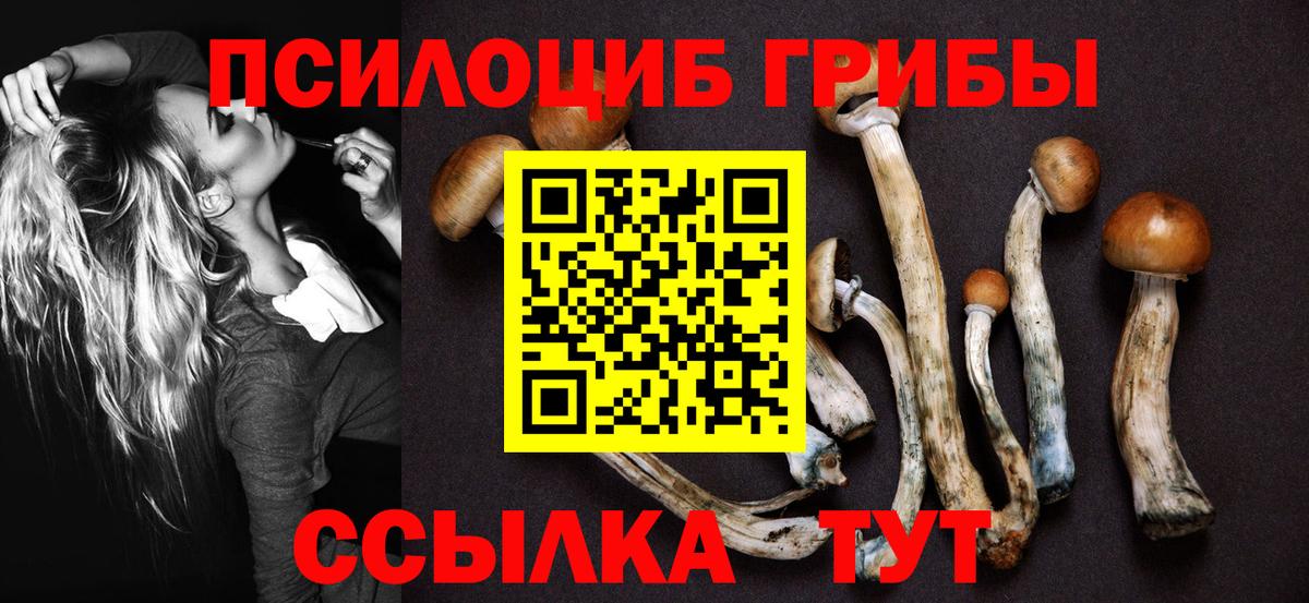 Псилоцибиновые грибы Psilocybe Красноармейск